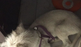 狗子交配视频,揭秘动物繁衍的自然奥秘